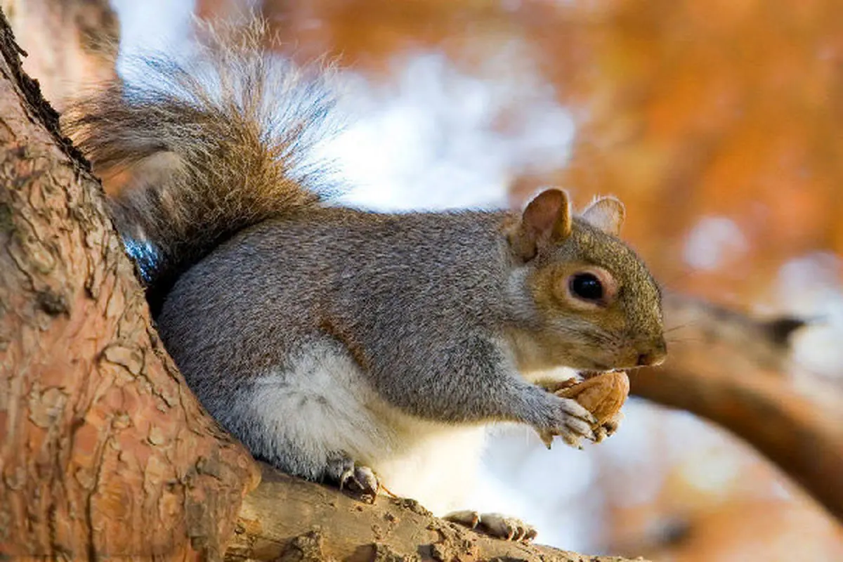 دزدی بچه سنجاب‌ها از درختان زاگرس! + ویدئو