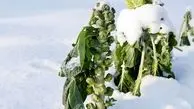 ویدئویی جالب از مزرعه ژاپنی که وسط برف هم محصول سالم تحویل می‌دهد!