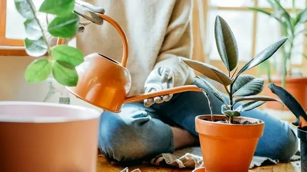 ۵ گیاه با بوی شگفت‌انگیز برای معطر کردن طبیعی فضا‌های خانگی