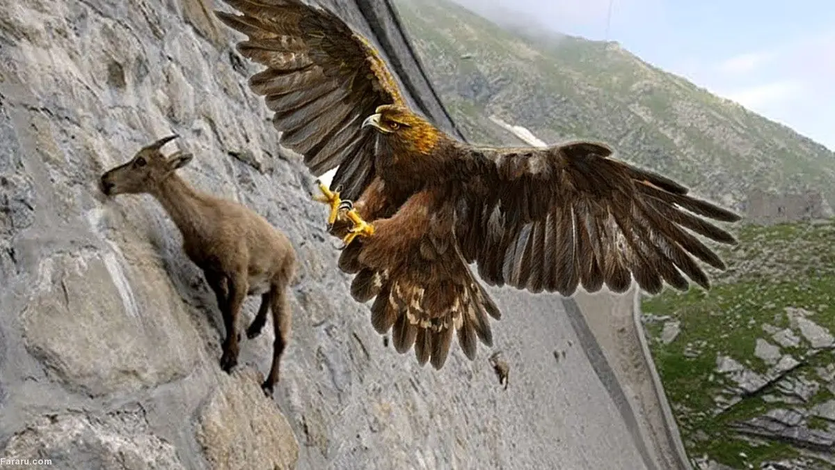 ویدئویی تماشایی از لحظه شکار بز جنگلی توسط عقاب تیزچنگال