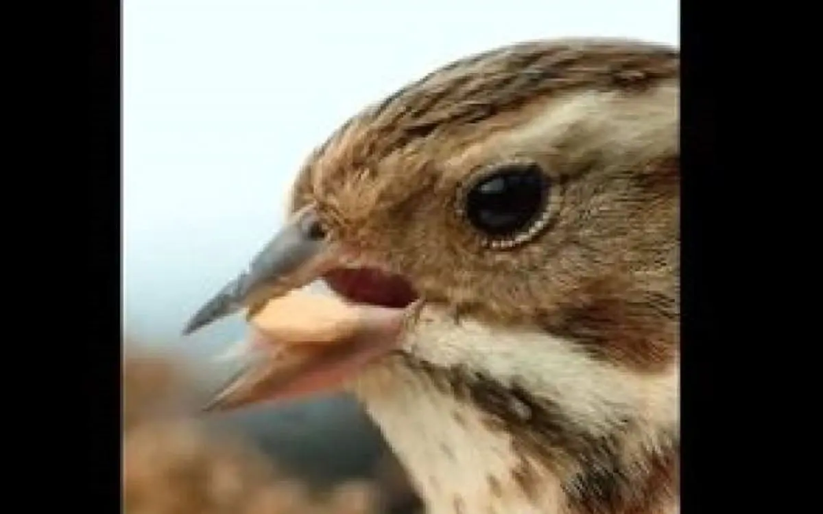 ویدئویی جالب از گندم پوست کندن یک پرنده از نمای نزدیک