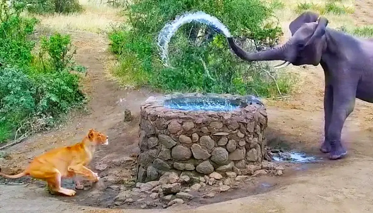 ویدئویی بامزه از فرار شیر از آب‌پاشی فیل!