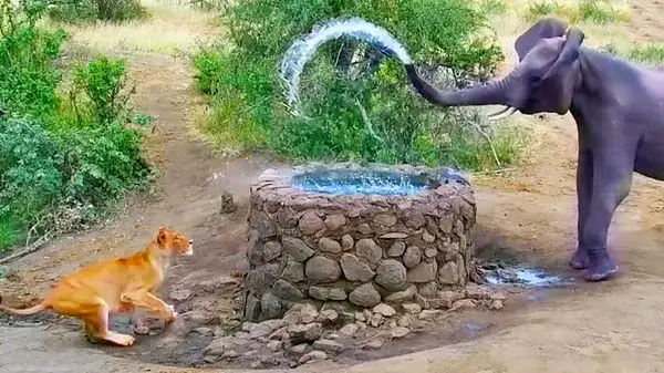 ویدئوی باورنکردنی از نقاشی کشیدن یک فیل هنرمند با خرطومش!