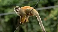 عجیب اما واقعی؛ میمون ماده که چندین سال تنها زندگی می‌کرد باردار شد!