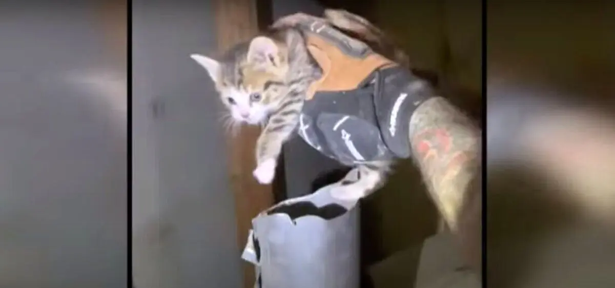 عکسهای بامزه از نجات یک بچه گربه از لوله شومینه