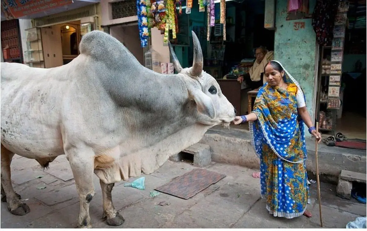 چرا هندی‌ها ادرار گاو می‌خوردند؟