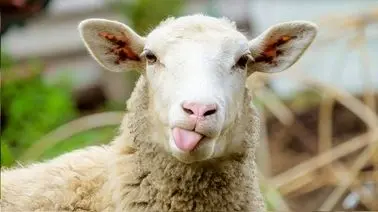 ویدئوی بامزه از انتقام باورنکردنی یک گوسفند از چوپان!