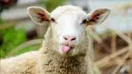 ویدئوی عجیب از آموزش «بع بع کردن» به یک گوسفند!