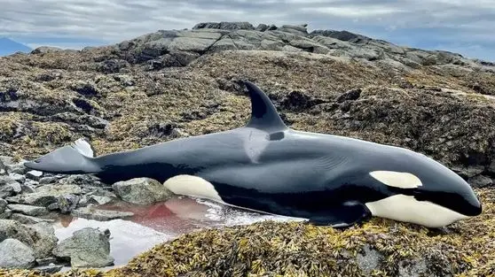 ویدئوی خاص از گرفتار شدن نهنگ‌های قاتل در یخ‌های سواحل ژاپن