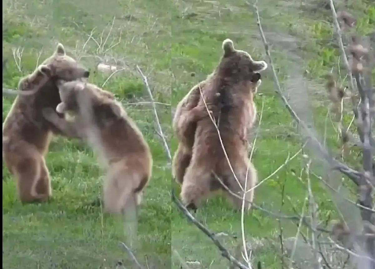 ویدئوی بامزه از کشتی گرفتن دو خرس قهوه‌ای!