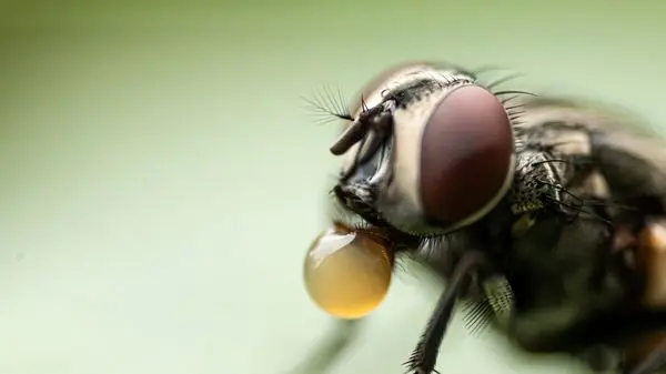 چرا پشه‌ها برخی را بیشتر نیش می‌زنند؟