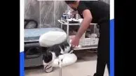 ویدئوی جالب گربه مصدوم خود را به بیمارستان می‌رساند