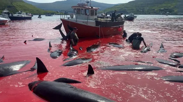 ویدئوی هولناک از محاصره یک قایقران در برابر نهنگ‌ها!
