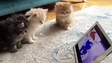 ترس و وحشت خنده‌دار یک گربه هنگام تماشای انیمیشن تام و جری + ویدئو
