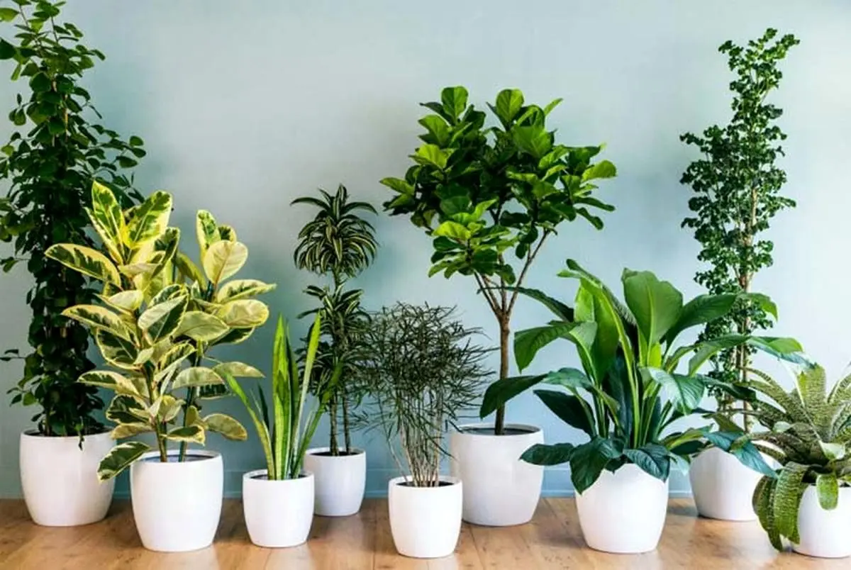 این گیاهان فضای خانه را ۸ ساعت تمیز می‌کنند!