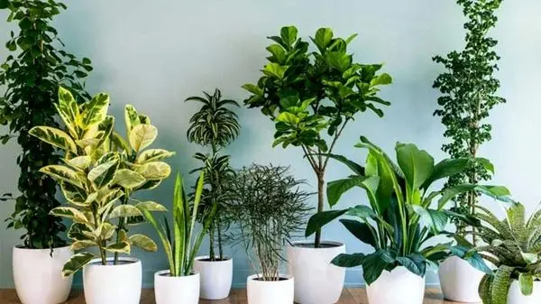 ویدئوی جالب از خواب و بیداری گیاهان آپارتمانی!