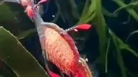 ویدئوی زیبا از ماهی اسرارآمیز در دریا