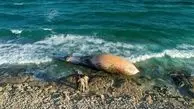 حضور وحشت آور نهنگ قاتل در جزیره کیش