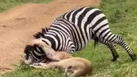 ویدئویی تماشایی از فرار یک گورخر از چنگال شیر گرسنه!
