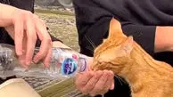 اقدام تحسین برانگیز یک زن با گربه در مسجد نبوی + ویدئو