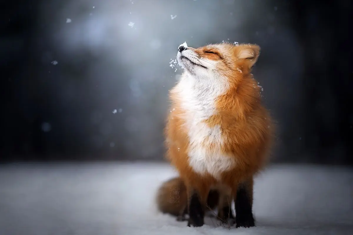 نجات یک روباه در استادیوم آزادی از برف و سرما + ویدئو
