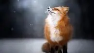 نجات یک روباه در استادیوم آزادی از برف و سرما + ویدئو