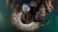 تصاویر باورنکردنی از مارهای آناکوندا در زیر آب