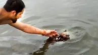 ویدئوی جالب از نجات یک کوالا از غرق شدن در رودخانه