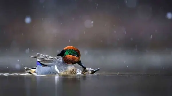 ویدئویی جالب از پرنده‌ای که به دزدی از حیوانات معروف است!
