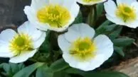 ویدئوی جالب رشد گل‌های زیبا در دل سنگ