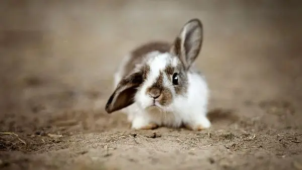 ویدئوی بانمک از تکنیک جالب خرگوش برای خوردن انگور!