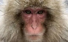 تصاویر زیبا از میمون‌های برفی