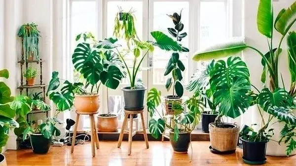 ویدئوی جالب از خواب و بیداری گیاهان آپارتمانی!