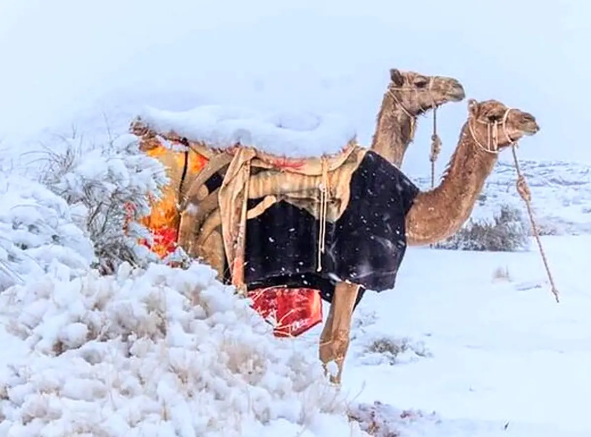 بارش بی‌سابقه‌ی برف در عربستان!