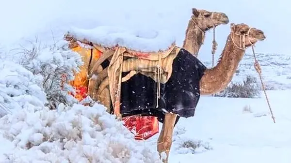 تصاویر باورنکردنی از بارش برف سنگین در عربستان!