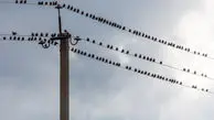 رفتار عجیب پرندگان لحظاتی قبل از وقوع زلزله در ژاپن