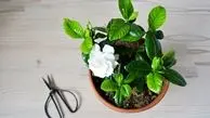 ۵ گیاه با بوی شگفت‌انگیز برای معطر کردن طبیعی فضا‌های خانگی