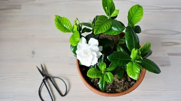 آیا گیاهان مانند انسان‌ها می‌خوابند؟ + ویدئو